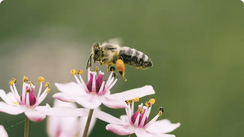 Building food resilience in Upper Hutt, Wellington