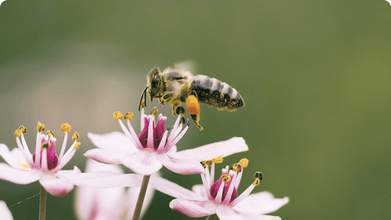Community learning for nature regeneration in Zug