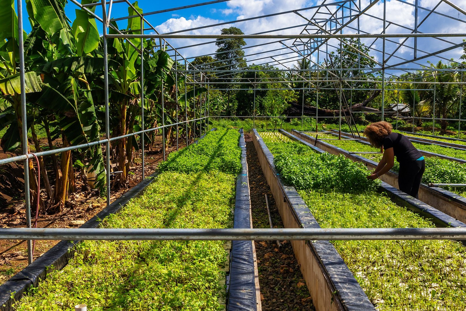 Taino Farm aquaponics and agroecology school, Dominican Republic