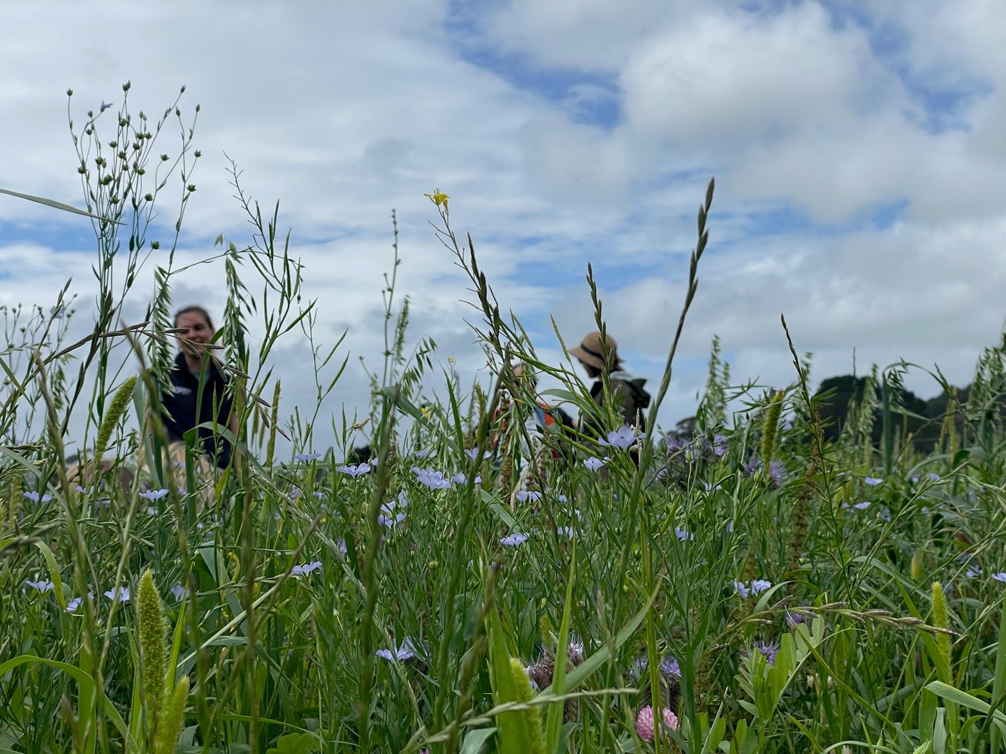 Mangaroa Farms watershed education and native forest recovery
