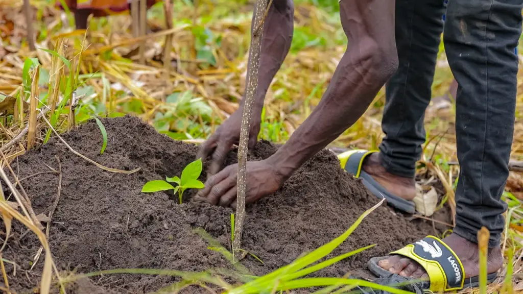 Restoring Tagba's forests: community-led reforestation in Togo